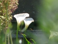 Uno dei fiori più eleganti in un aiuola di un giardino: la calla