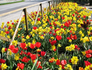 esempio di aiuola con accostamento di fiori con colori diversi