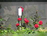 rose e luci presenti in uno dei nostri giardini realizzati