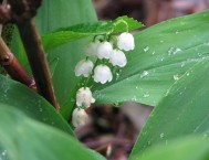 Nella creazione di un giardino anche un piccolo mughetto fa paesaggio