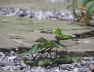 Cornus canadensis, ghiaia e pietra naturale: creazione giardini