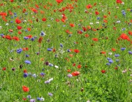 Foto di un aiuola seminata con miscuglio di fiori