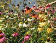 Echinacea purpurea: erbacea perenne dai fiori multicolori e di lunga durata