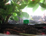 In una piccola fioriera un mini irrigatore per bagnare sottochioma