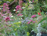 Scorcio di giardino di erbacee perenni in una terra rinforzata