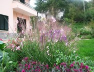 Erbacee perenni e graminacee, gaura lindheimeri e muhlenbergia capillaris sembrano una sola essenza