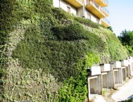 Asso 4: il muro di contenimento di terra rinforzata è un giardino verticale sempreverde