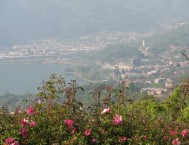 In giardino i cespugli in fiore di rosa chinensis, oltre un bel panorama