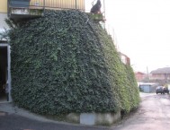 Il muro in terra rinforzata dopo tre anni è un muro verde d'edera: Dolzago 2