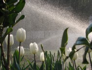 Tulipani e irrigatori a turbina