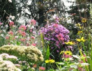 Bordura mista di erbacee perenni: sedum, crocosmia, heliopsis, gaura, centranthus, aster, rudbeckia